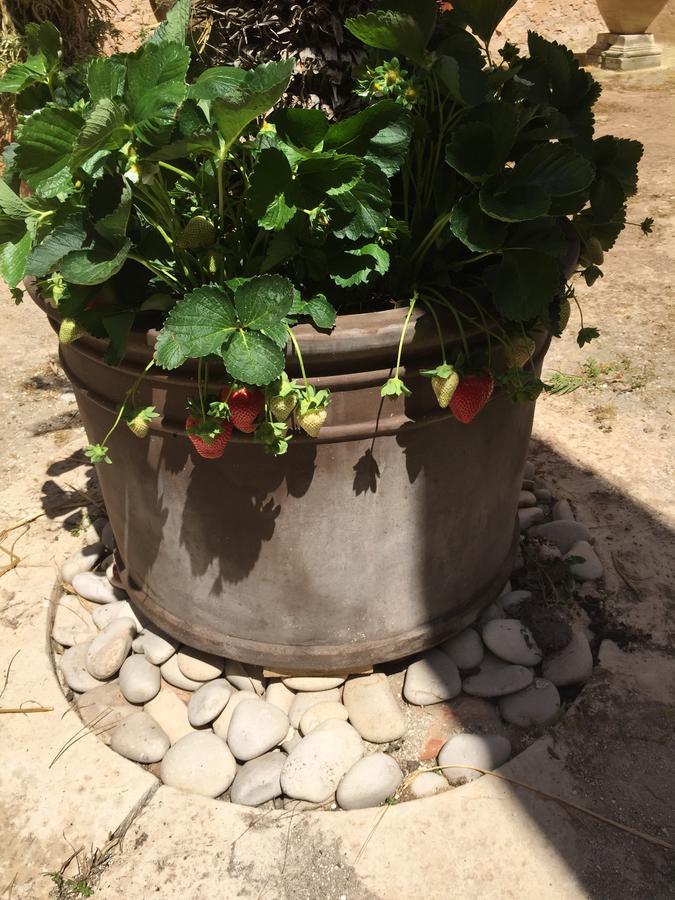 Casale Rocca Fiorita Bed and Breakfast Acate Buitenkant foto